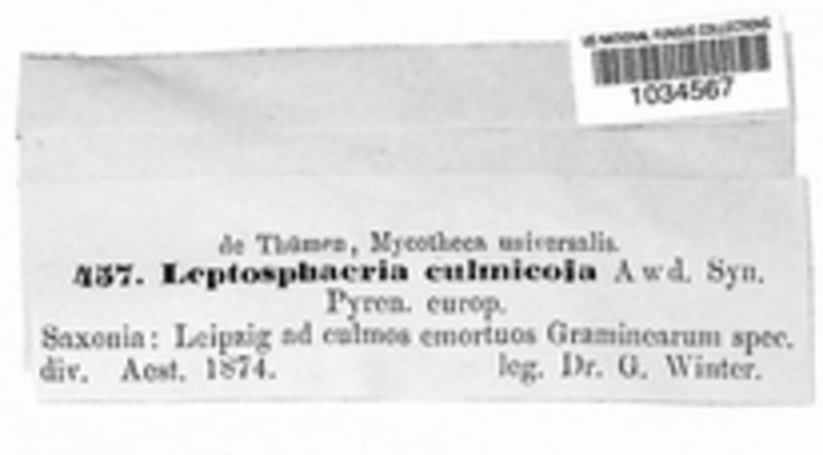 Leptosphaeria culmicola image